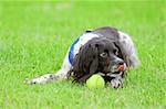 playful spaniel guarding her tennis ball after a game of fetch