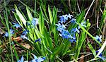 Blue Scilla (Squill) blossom background in early spring