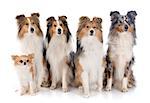 shetland dogs and chihuahua in front of white background