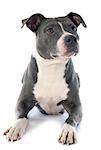 portrait of an  american staffordshire  terrier in front of white background