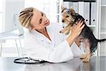 Female veterinarian examining dog in clinic