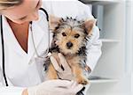 Female vet holding cute puppy in hospital