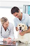 Owner with dog getting claws trimmed by female vet in clinic