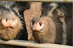 closeup of two muddy pigs in a sty