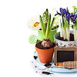 Beautiful spring flowers and gardening tools on a white background.