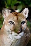 close up of a large Cougar in the rain forest of Belize