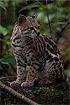 close up of an ocelot in the rain forest of Belize