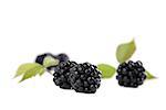 Fresh organic blackberries isolated on white background