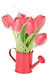 Bunch of Spring Magenta Tulips in Watering Can isolated on White background