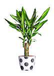 Houseplant - dracena steudneri stemm a potted plant isolated over white