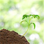 Small tomato seedling over sunlight background