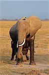 African elephant (Loxodonta africana), Amboseli National Park, Kenya