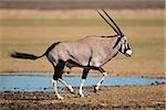 Gemsbok antelope (Oryx gazella) at a waterhole running, Kalahari desert, South Africa