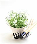 pot plant with garden tools on a white background