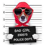diva lady dog posing for a lovely mugshot