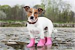 dog wearing pink rubber boots inside a puddle  sticking out  the tongue