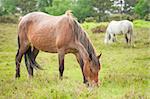 wild ponies grazing in the new forest national park in the UK