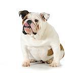 dog with attitude - english bulldog sticking tongue out isolated on white background