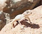Egyptian desert agama lizard on in harsh arid environment
