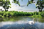 Swan on the river in summer day
