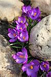 Crocus (Crocus Vernus) flowers growing between the stones