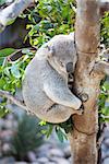 Sleeping Koala in a Tree.