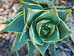 Abstract of Desert Succulent Outside.