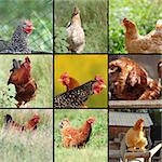 collection of images with  hens and roosters taken at a bio farm