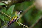 beautiful rufous tailed humming bird in the rain forest of Belize