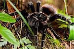 large tarantula in the rain forest of Belize