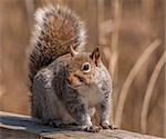 A grey squirrel perched on a wood fence.