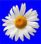 Chamomile isolated on blue background. Close-up view