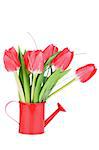 Bunch of Spring Red Tulips with Green Grass in Watering Can isolated on White background