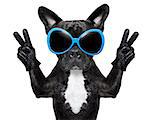 very cool dog with peace fingers wearing gloves and fancy sunglasses