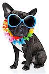 dog on vacation wearing  fancy sunglasses and funny flower chain