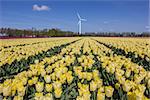 Field of yellow tulips and a wind turbine in the Netherlands