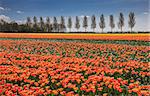 Field of orange and yellow tulips alonf a treeline