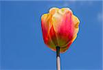 Single yellow and red tulip against a blue sky in noordoostpolder, the Netherlands