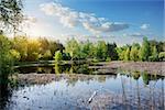 Duckweed on a river at the sunrise