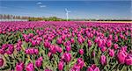 Field of purple tulips and a wind turbine in the Netherlands