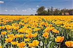 Field of orange and yellow tulips and a farm in Holland