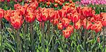 Group of orange red tulips in Holland