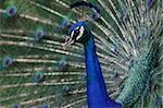 Close-up of a peacock with its feathers blurred in the background