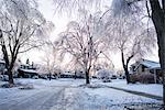 Ice storm, Toronto, Ontario, Canada