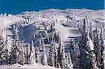 Snow Covered Trees, Big White Mountain, Kelowna, British Columbia, Canada