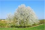 Blooming cherry tree in field, Odenwald, Hesse, Germany, Europe