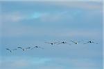 Common Cranes (Grus grus) Flying in Formation, Zingst, Barther Bodden, Darss, Fischland-Darss-Zingst, Mecklenburg-Vorpommern, Germany