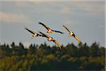 Common Cranes (Grus grus) in Flight, Barth, Vorpommern-Rugen, Mecklenburg-Vorpommern, Germany