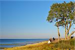 House with Reed Roof on Coast,  Ahrenshoop, Baltic Sea, Fischland-Darss-Zingst, Vorpommern-Rugen, Mecklenburg-Vorpommern, Germany