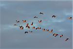 Common Cranes (Grus grus) Flying in Formation at Sunrise, Zingst, Barther Bodden, Darss, Fischland-Darss-Zingst, Mecklenburg-Vorpommern, Germany